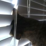 Nikki Bernard - @cats_opolis - Instagram