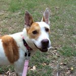 Nikki Carson - @whoisthatfosterdog - Instagram