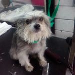 Nikki Cason - @caninecutz_ - Instagram