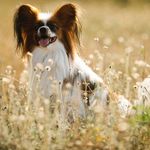 Nikki Childs - @toydog_joy - Instagram