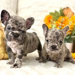 Nikki Slater-Childs - @furever_frenchies_ks - Instagram