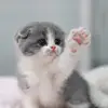 14_Caticornz_14 - @nikkicaticorn - TikTok