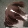 Nikki Dean - @tiaandliam1 - TikTok