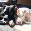 nikkideanne - @nikki_deanne - TikTok