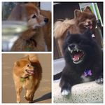 Kringle, Nikki, Bogart, Dyson, Goldie (and Zipper!) - @spitzisit - Instagram