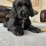 Nikki Forster - @lolabear_thecockerspaniel - Instagram