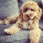 Nikki Forster-Hulst - @monty_cockapoo_ - Instagram