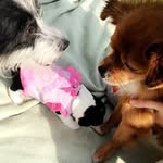 Nikki ✨ Gary🐾 Mia 👑 - @mia.nikki.gary - Instagram