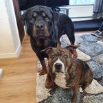 Nikki Henson - @busterxbella0107 - Instagram