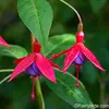 Nikki Jack - @justasimpleplantlover - TikTok