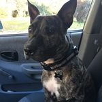 Nikki McGrath - @holisticpawsdogtraining - Instagram