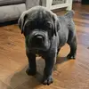 Beaux Kreed  💙 Cane Corso - @nikkimonique989 - TikTok