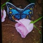 Nikki Morrison - @candyglacierz27 - Instagram