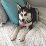 Nikki The Puppy - @nikki_morrow_ - Instagram