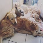 Nikki Moss - @nikki_goldenmom - Instagram