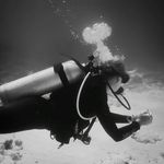 Nikki Moss - @mossdiving - Instagram