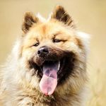 Eurasiers et Samoyède - @maika.nikki.packo - Instagram
