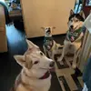 Niki Pappas - @pelosthetripawd - TikTok
