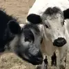 Nikki - @nikkipetrie - TikTok