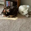nikki.pratt - @nikki.pratt - TikTok