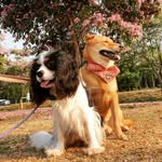 Ringo & Nikki - @ringo_x_nikki - Instagram