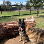 Nikki Rodgers - @german_shepherd_ava_arnold_ - Instagram