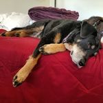 Niki Skipper-Webber - @nikithedog - Instagram