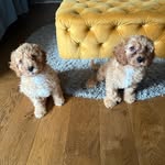 Nikki Steadman - @nikki.steadman - Instagram