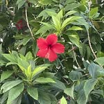 Nicole Thayer - @nikkilea99 - Instagram