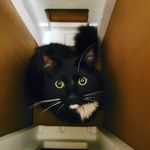 nikki upton - @hon3ybadger3000 - Instagram
