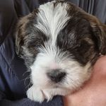 Nikki Weaver - @betsy_boo_and_chico_too - Instagram