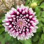 Nikki Williamson - @nikkiw63 - Instagram