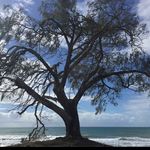 Nikki Williamson - @turtlegirlnik - Instagram
