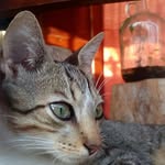 Nikkō Johnson - @catsumura - Instagram