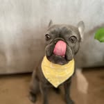 Niko Stone Griley - @nikostonethefrenchie - Instagram