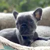 nikostonethefrenchie - @nikostonethefrenchie - TikTok