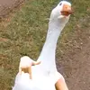 Nikolas - @nikolas_arias_ - TikTok
