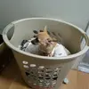 Nikolasbaldwin - @nikolasbaldwin26 - TikTok