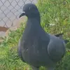 Nicholas Barnes - @nicholas.barnes6079 - TikTok