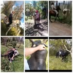 Nikolas Barrera - @nikolas.barrera.146 - Instagram