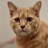 nikolasbeck525 - @nikolasbeck525 - TikTok