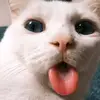 Nikolas Escobar - @nicholasescobar1 - TikTok