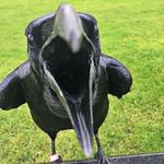 Nikolas Evans - @the.crows.void - Instagram