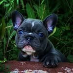 nikolas fleming lathan - @curry_boy5 - Instagram