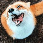 Nikolas Fox - @nikolasfox8 - Instagram
