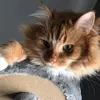 Nikolas_Hernandez - @the_cheese36 - TikTok