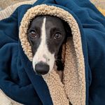 Nikolas Hill - @nikolasnhisdog - Instagram
