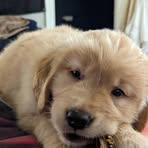 Nicolas Kim - Facebook