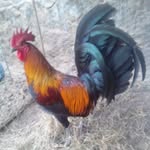 Nikolas morales morales - @nikolasmoralesmorales - Instagram