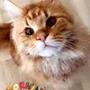 Nikolas Ottemo - @nikolasottemo - TikTok